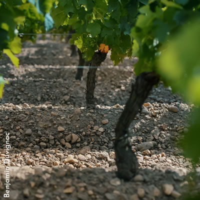 Pied de vigne | Le Salon des Outsiders
